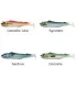 JLC Real Fish